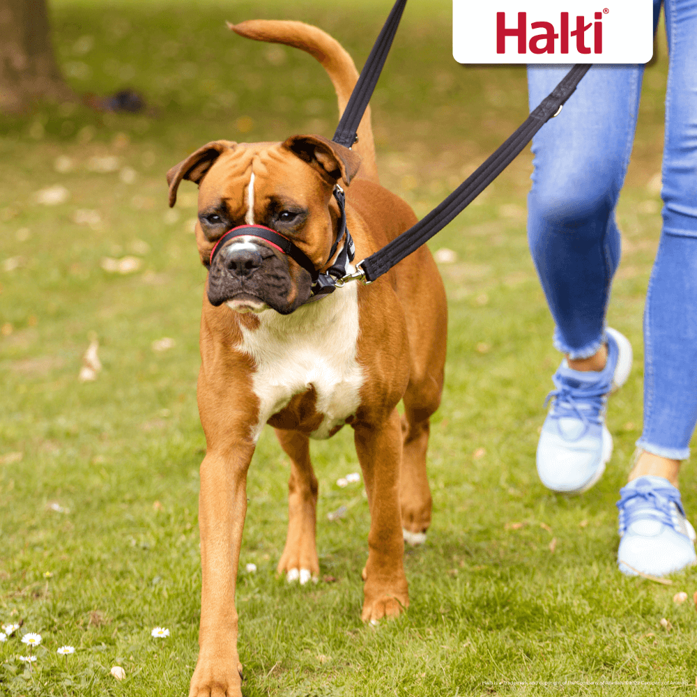 Halti Optifit Dog HeadCollar Black / Red