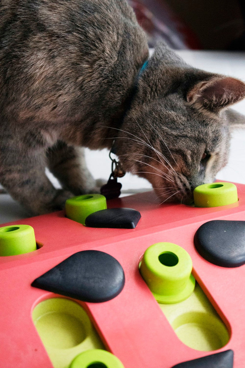 Nina Ottosson Cat Puzzle & Play Cat Treat Puzzle - Melon Madness