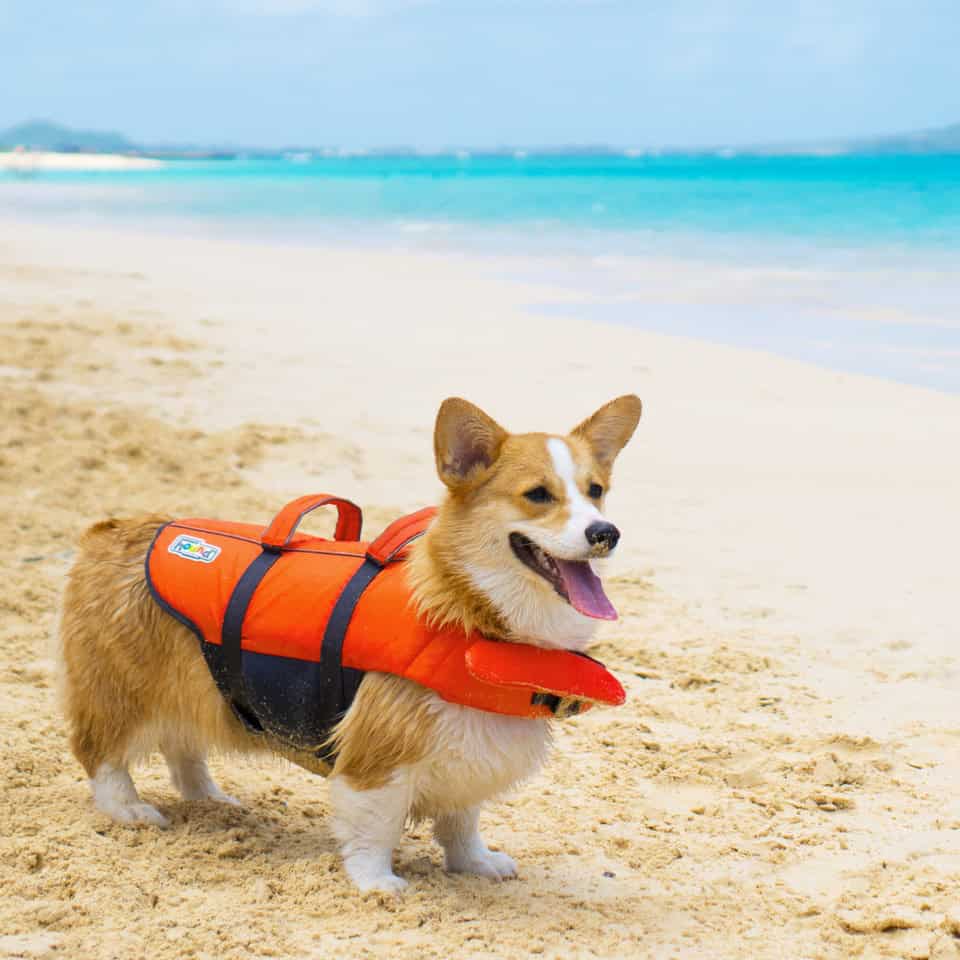 Outward Hound Dog Life Jacket - Orange