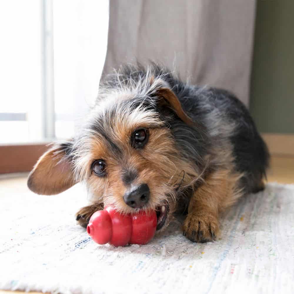 KONG Dog Classic