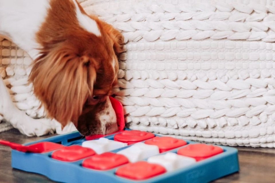 Nina Ottosson Dog Brick Interactive Treat Puzzle Dog Toy - Blue