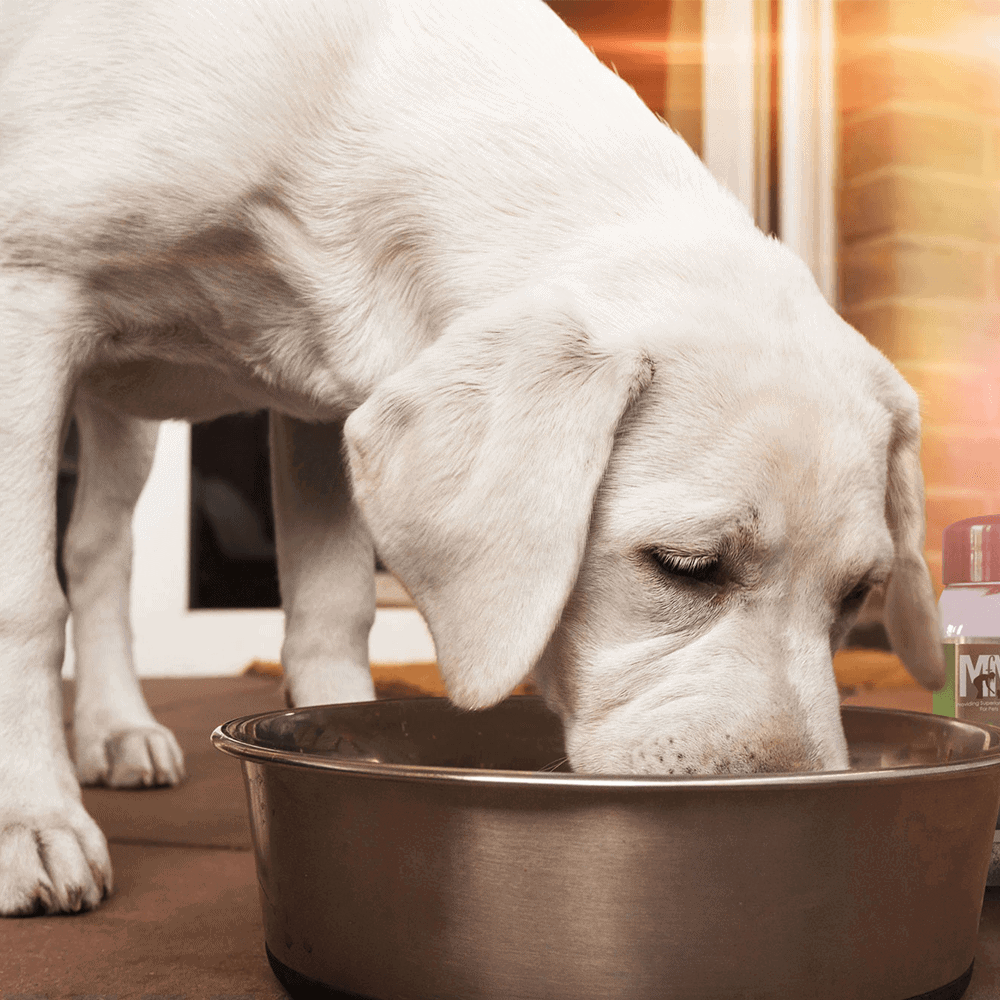 Meals For Mutts Cold Dried Natural Green Tripe Powder 180g For Dogs