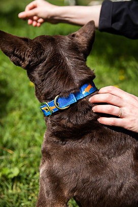 Anipal Piper the Platypus Dog Collar