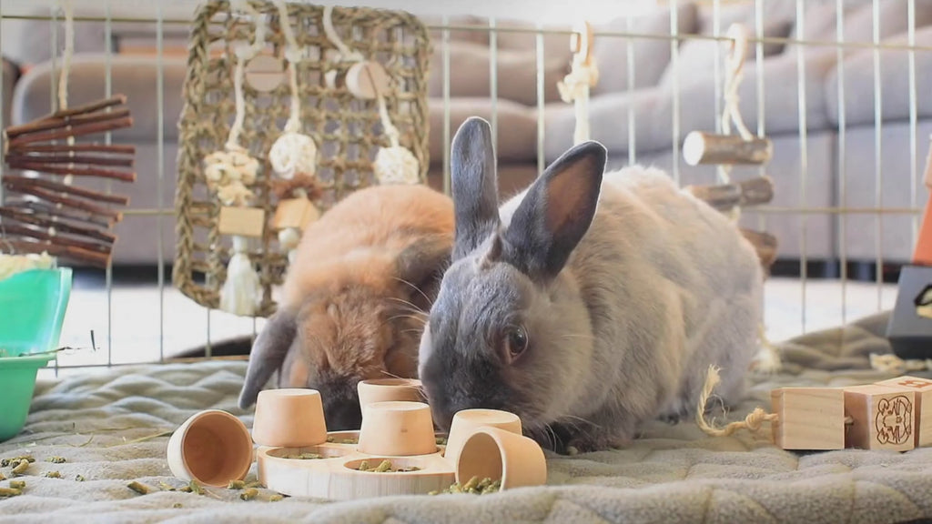 Oxbow Essentials Young Rabbit Food 2.25kg