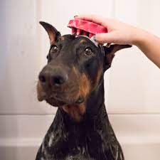 Kong ZoomGroom Raspberry Dog Brush
