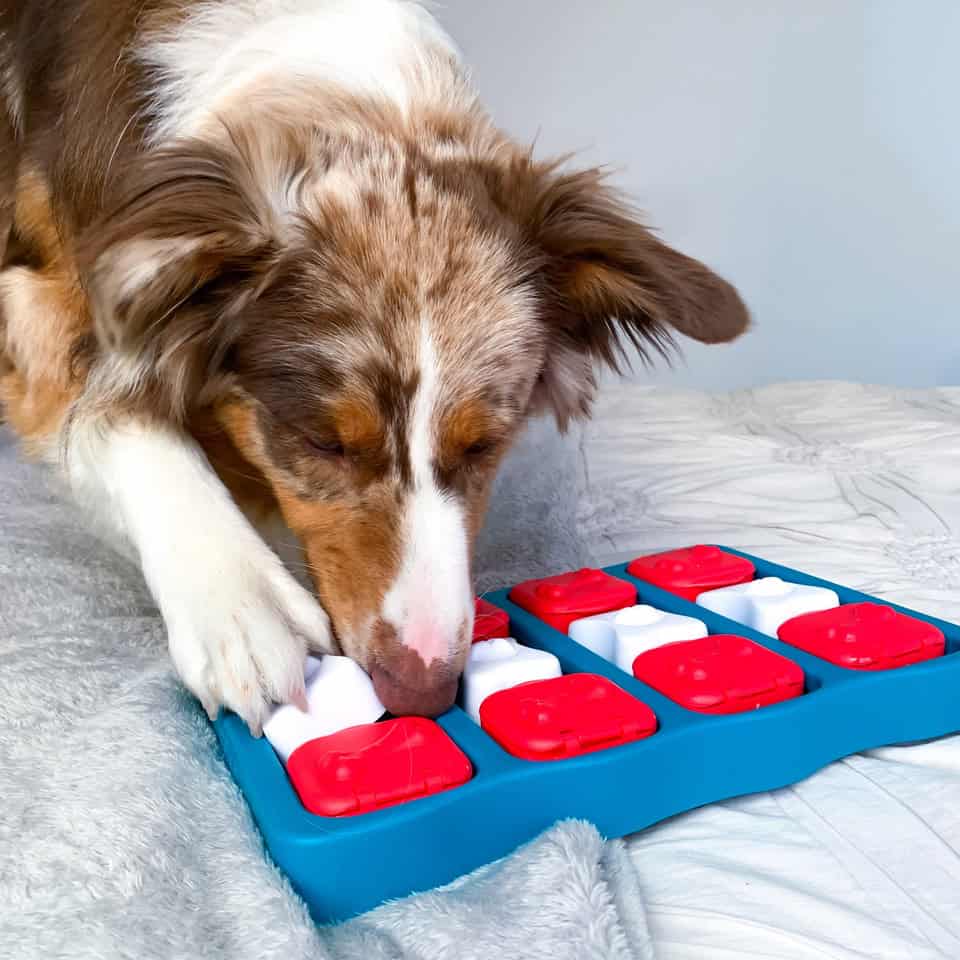 Nina Ottosson Dog Brick Interactive Treat Puzzle Dog Toy - Blue