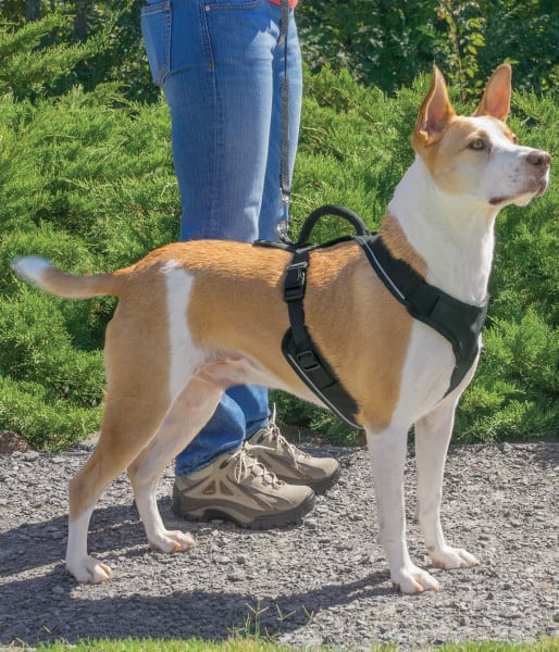 PetSafe EasySport Harness Black
