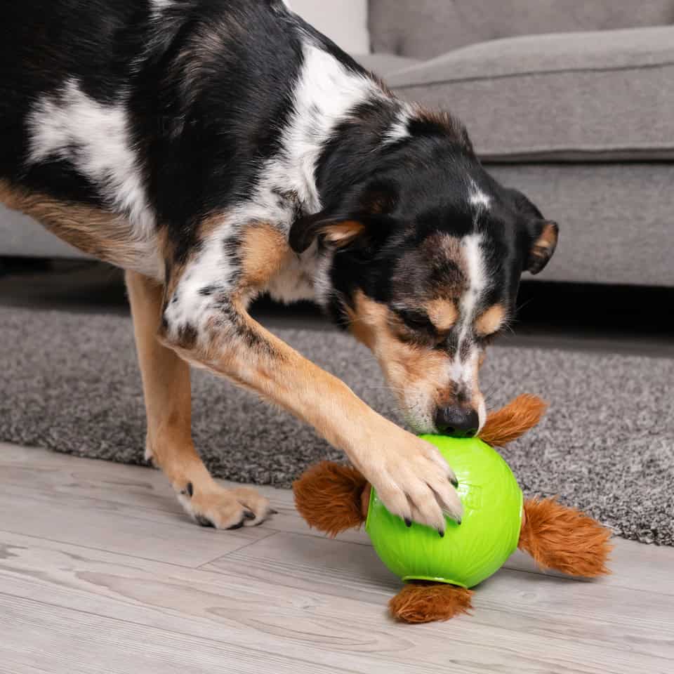Nina Ottosson Dog Snuffle N' Treat Ball Dog Toy - Green