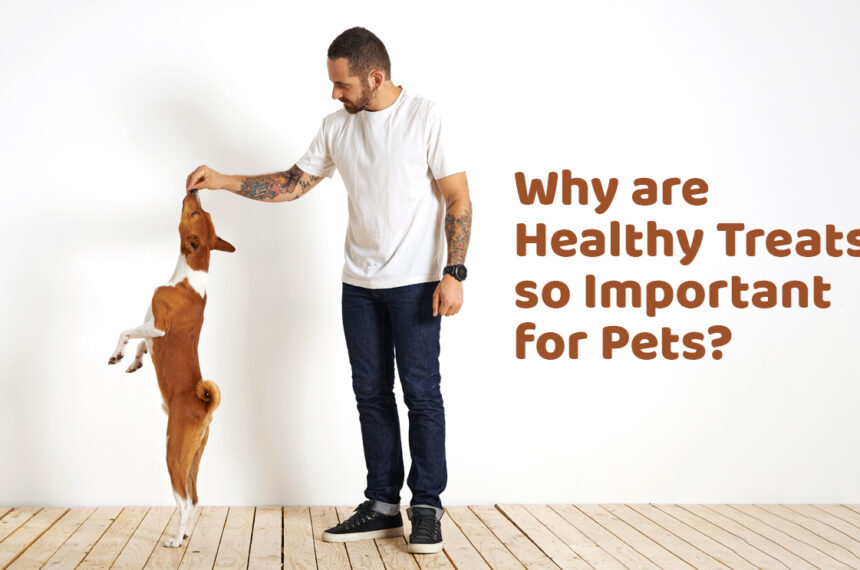 Why are Healthy Treats so Important for Pets?