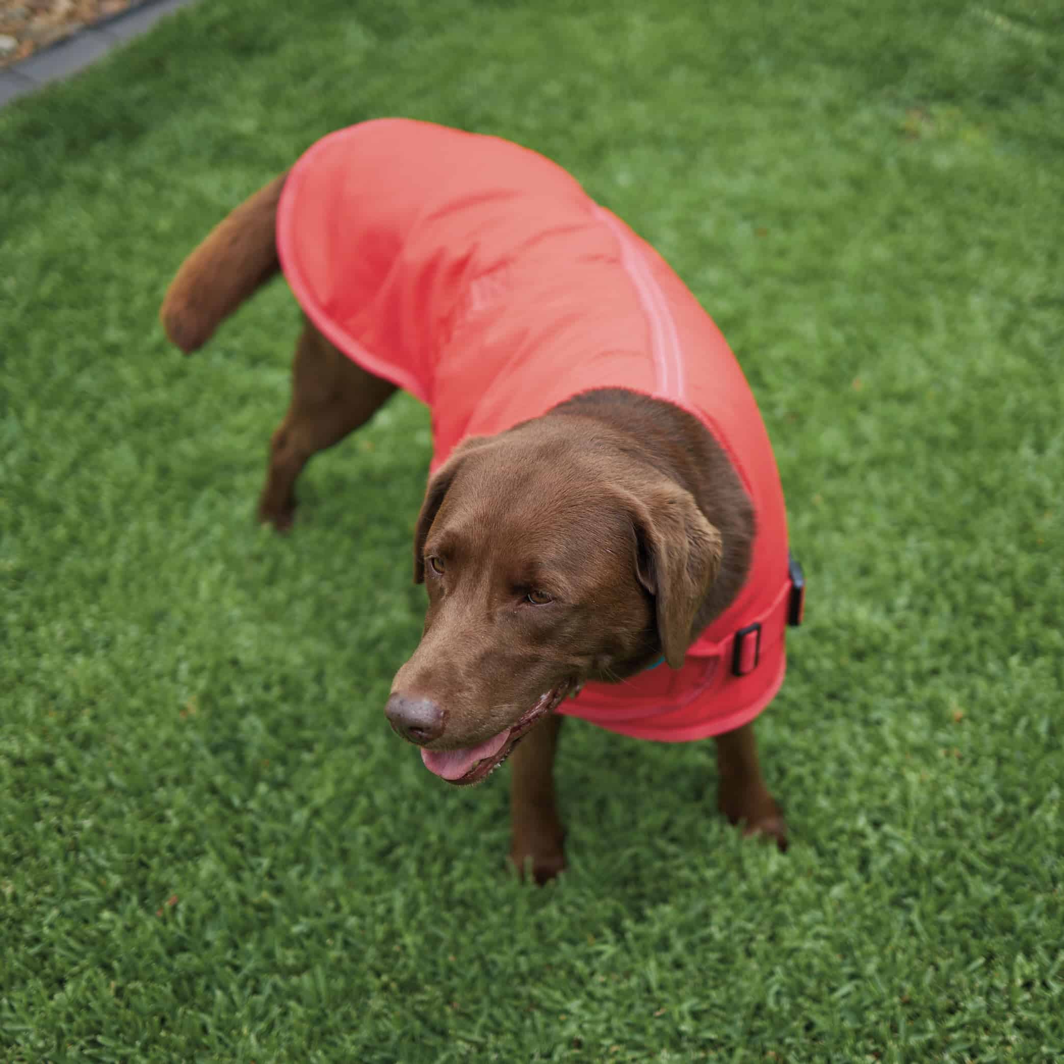Kazoo Adventure Dog Coat Red - PetNest
